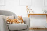 😻 Freeze-Dried for Felines: The Raw Way to Nourish Your Cat Naturally